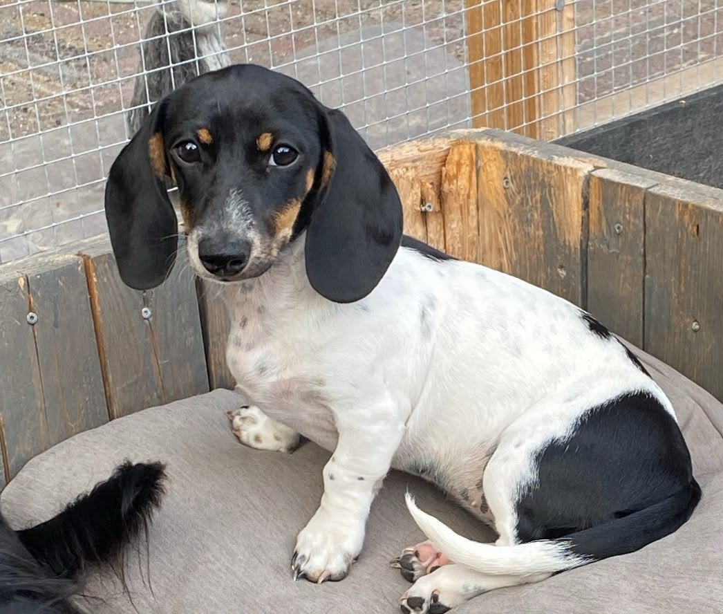 Twee prachtige korthaar dwergteckels Teefje gereserveerd, Parvo, 15 weken tot 1 jaar, Korthaar, Dwerg