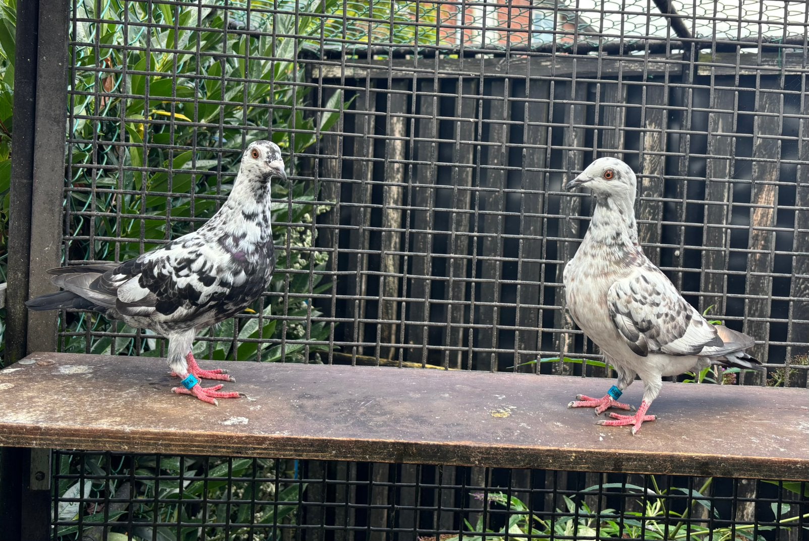 Getijgerde postduiven, duiven, kleurpostduiven, Meerdere dieren, Postduif