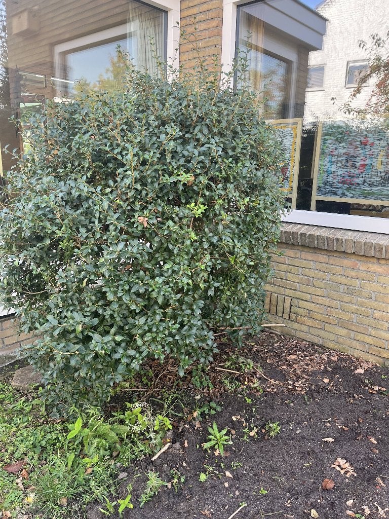Japanse hulst - gratis ophalen, Vaste plant, Halfschaduw, Lente, Ophalen