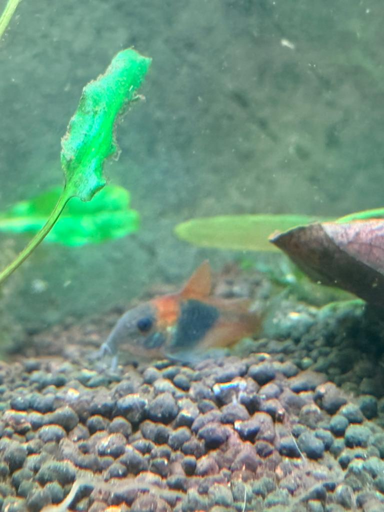 3 corydoras orange venezuela, Dieren en Toebehoren, Vissen | Aquariumvissen, Vis