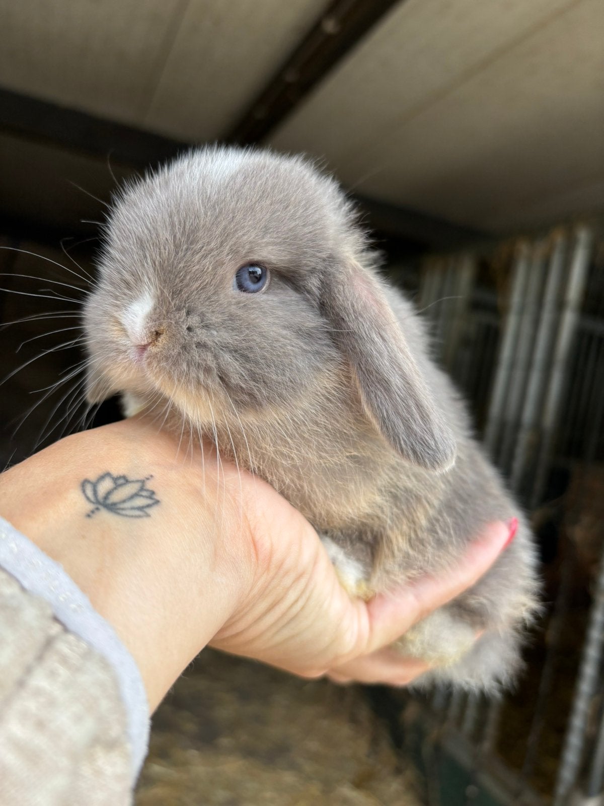 Minilop konijn voedster, Dieren en Toebehoren, Vrouwelijk, Dwerg