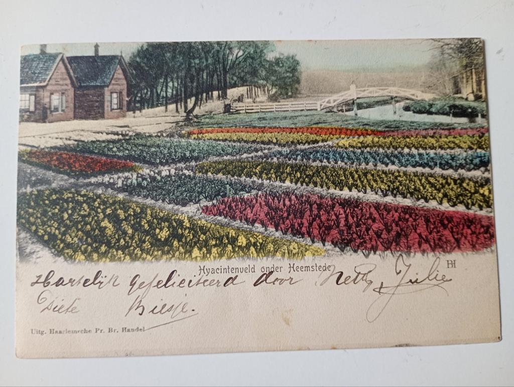 Heemstede Haarlem Hyacintenveld 1906, Ophalen of Verzenden, Voor 1920, Gelopen, Noord-Holland