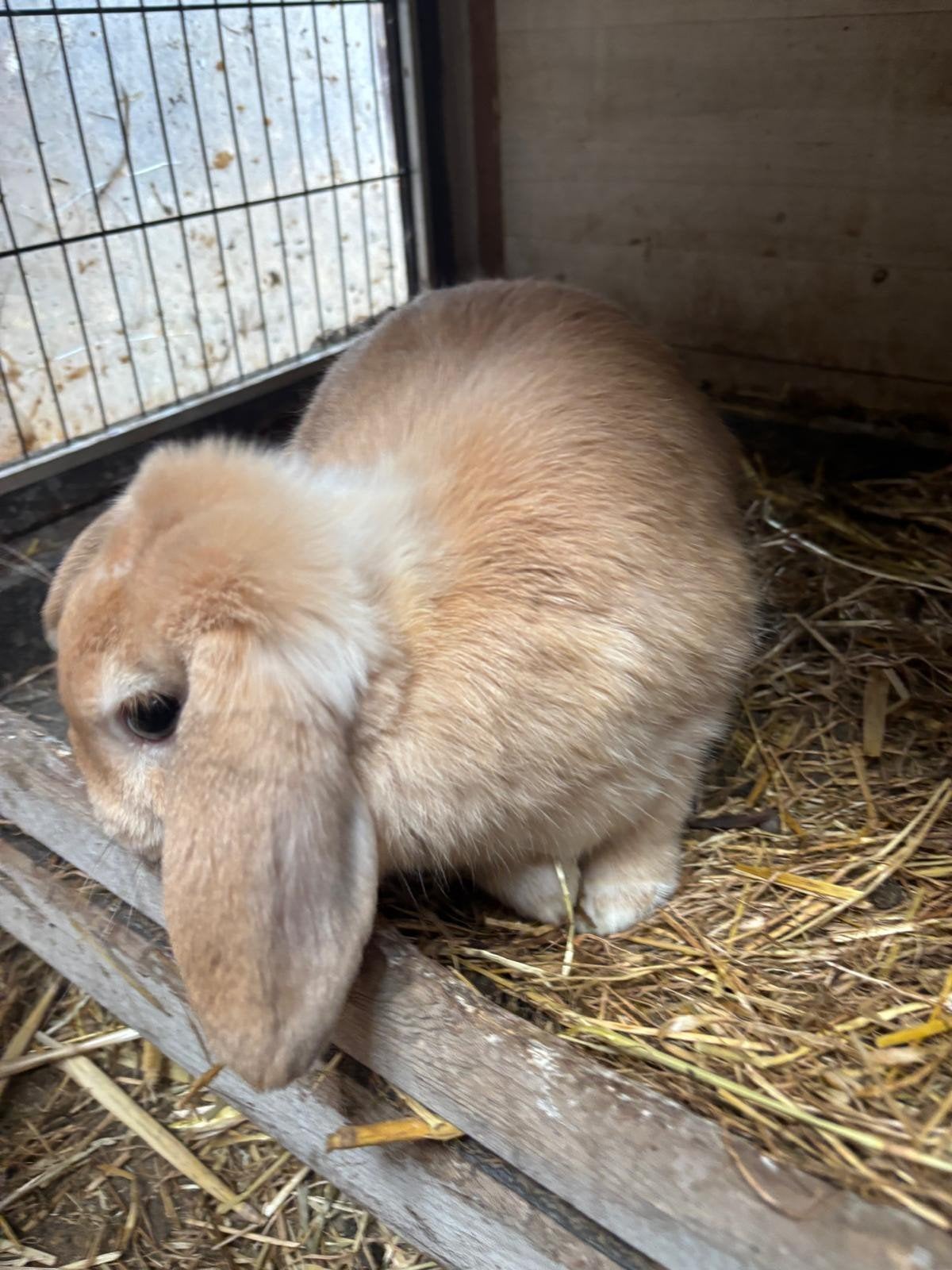 ❤️Mooie tamme konijntjes, Dieren en Toebehoren, Konijnen, Meerdere dieren, Klein, Hangoor, 0 tot 2 jaar