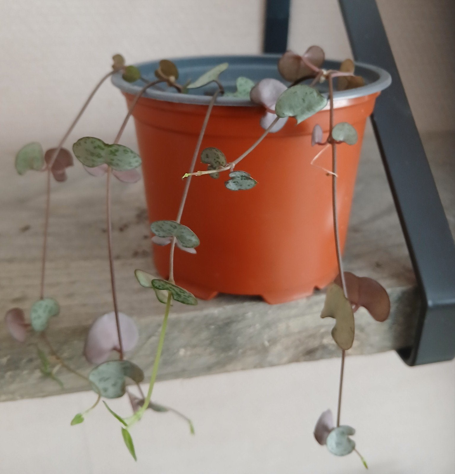 Chinees lantaarnplantje / String of Hearts, Huis en Inrichting, Ophalen of Verzenden, Halfschaduw, Minder dan 100 cm