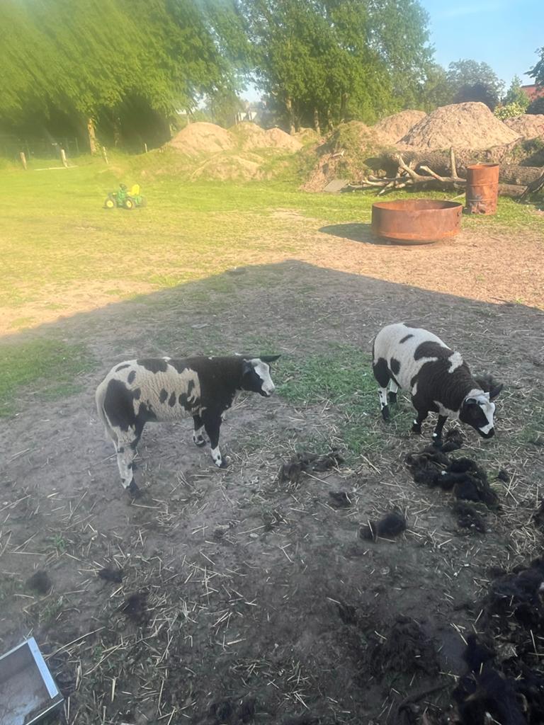 Bonte schaap dekbok, Dieren en Toebehoren, Mannelijk, Schaap