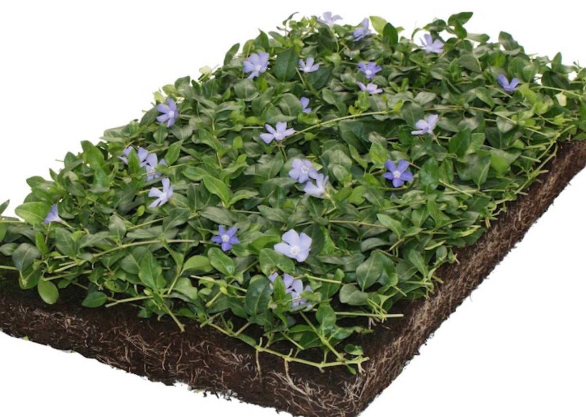 Vinca cassettes voor dak of tuin mooie groen blijvende, Ophalen of Verzenden, Overige soorten, Volle zon