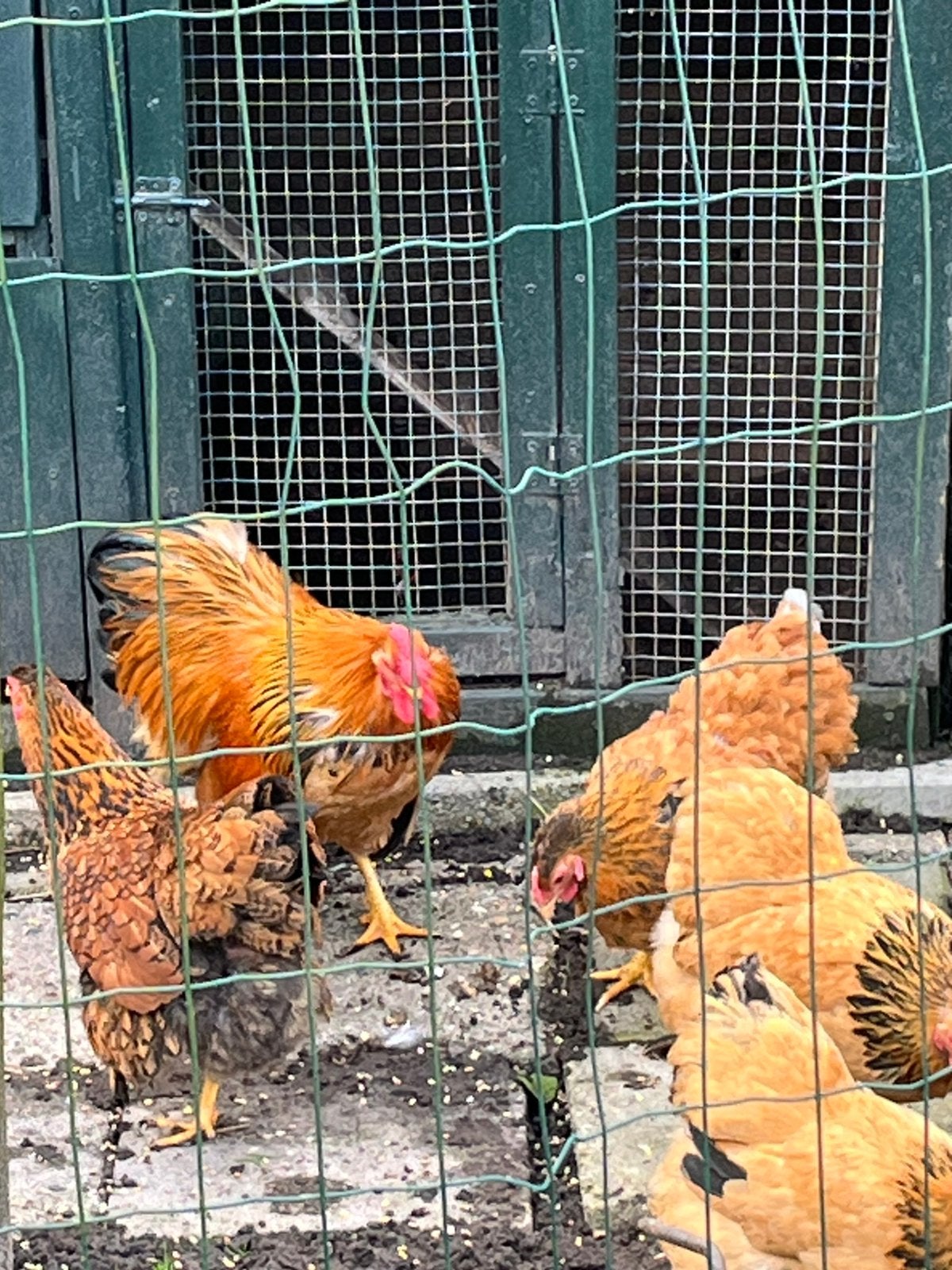 Wyandotte kriel., Dieren en Toebehoren, Vrouwelijk, Kip