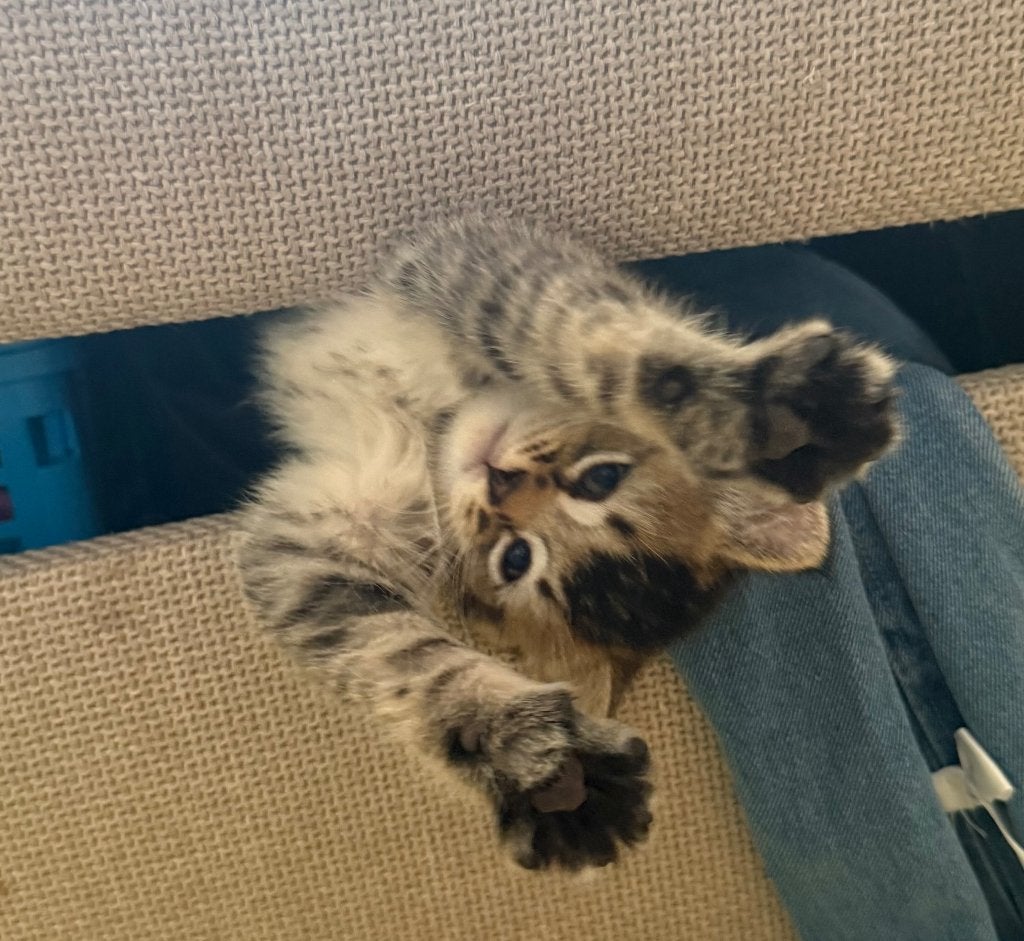 Britse korthaar x MAIN kittens, Kater, Ontwormd, 0 tot 2 jaar