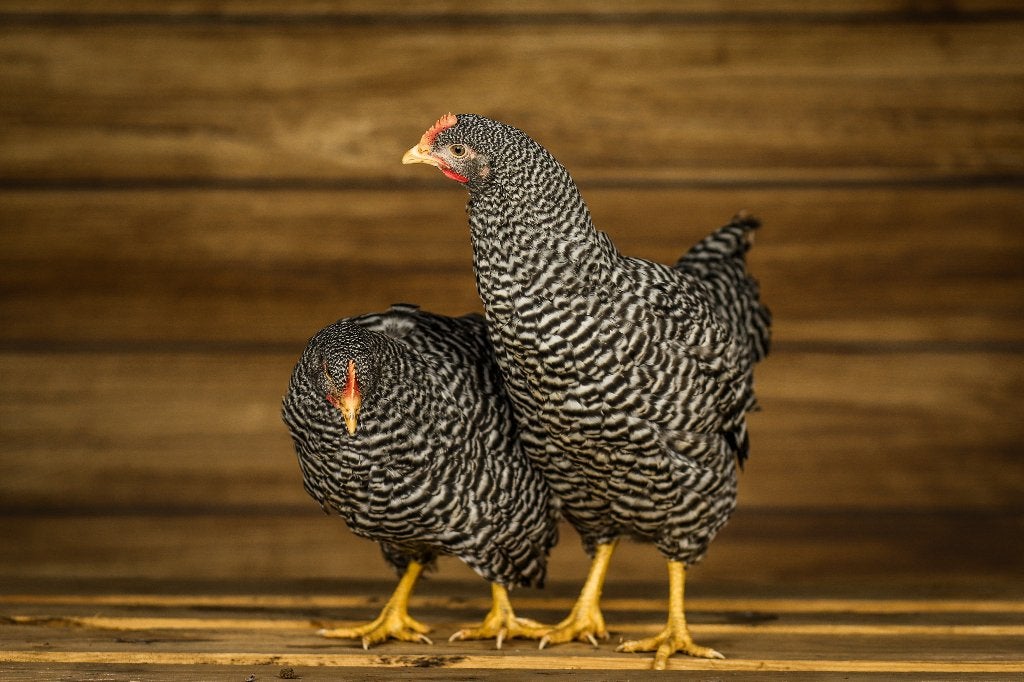 Amrock groot | Gezonde kippen | Passend advies, Dieren en Toebehoren, Pluimvee, Vrouwelijk, Kip