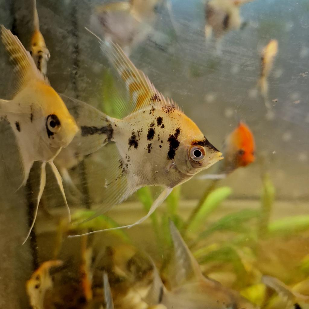 10 licht oranje/gele maanvissen met zwart in 1 koop €35, Dieren en Toebehoren, Vis, Zoetwatervis, Schoolvis