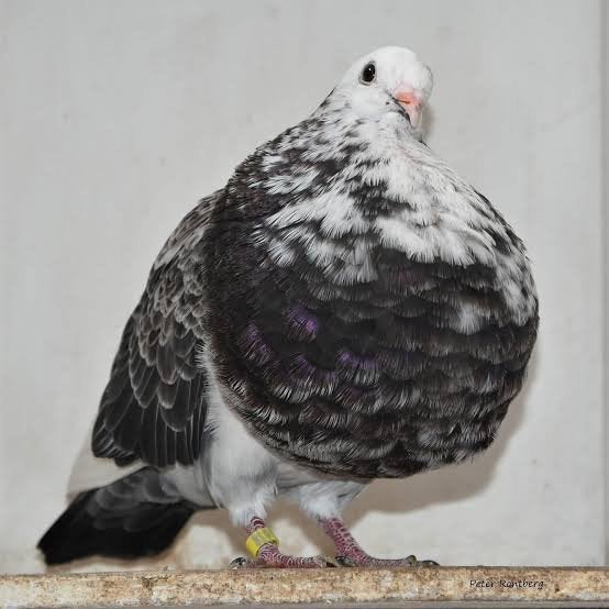 Gezocht !!, Dieren en Toebehoren, Meerdere dieren, Kropper