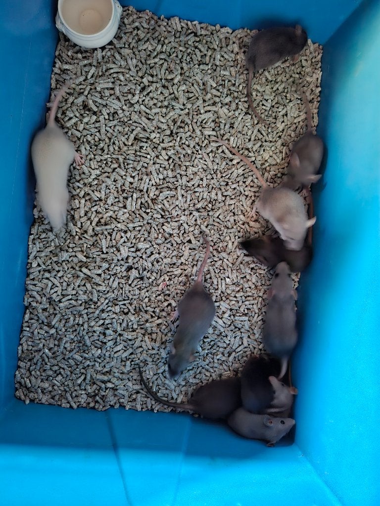 Dwerg rittens te koop, Dieren en Toebehoren, Rat, Juli, Meerdere dieren, Tam