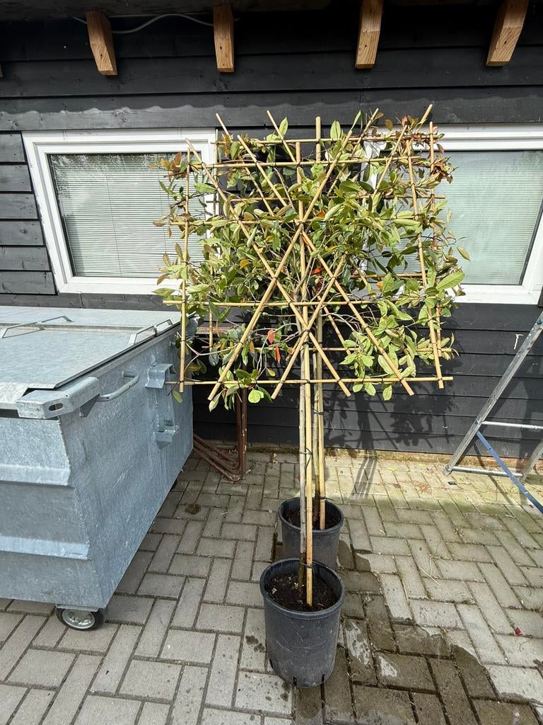 Lei Glansmispel (Photinia Fraseri 'Red Robin'), Tuin en Terras, Volle zon, Vaste plant, Lente, Ophalen