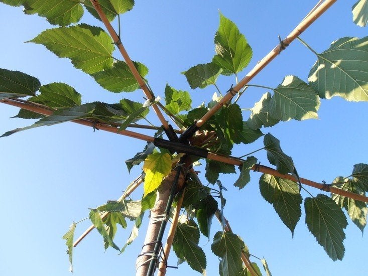 AANBIEDING | Dakmoerbei | Vruchteloze moerbei dakboom, Tuin en Terras, Ophalen of Verzenden, 100 tot 250 cm, Dakboom, Volle zon