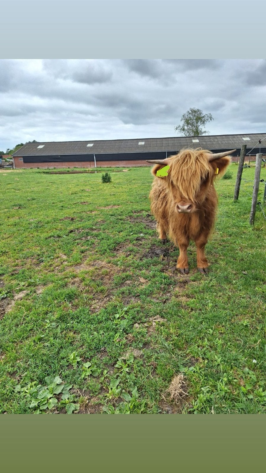 Schotse hooglander vaars, Dieren en Toebehoren, Runderen, Vrouwelijk, 0 tot 2 jaar