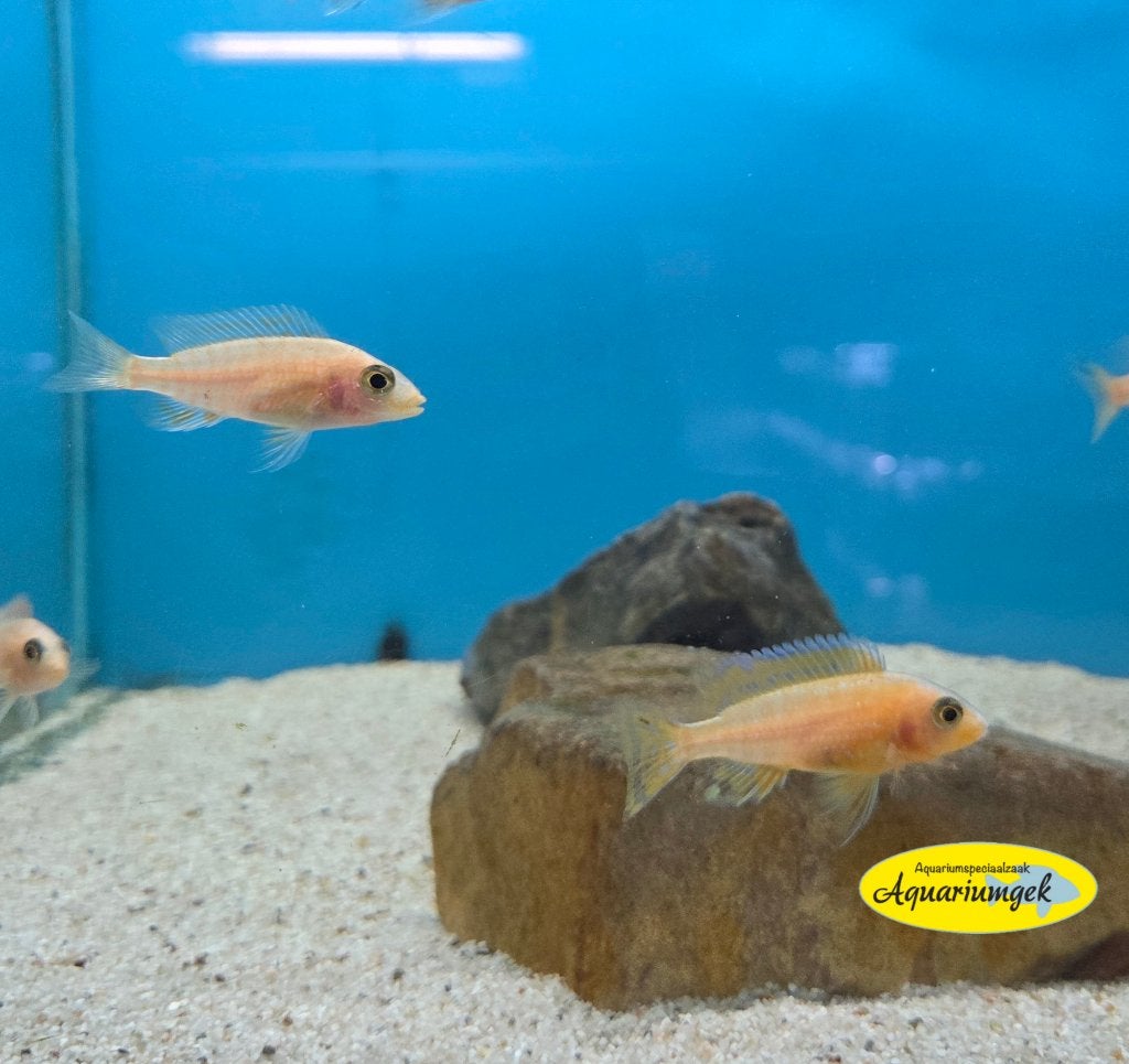 Aulonocara fire fish seifert line, Vis, Zoetwatervis