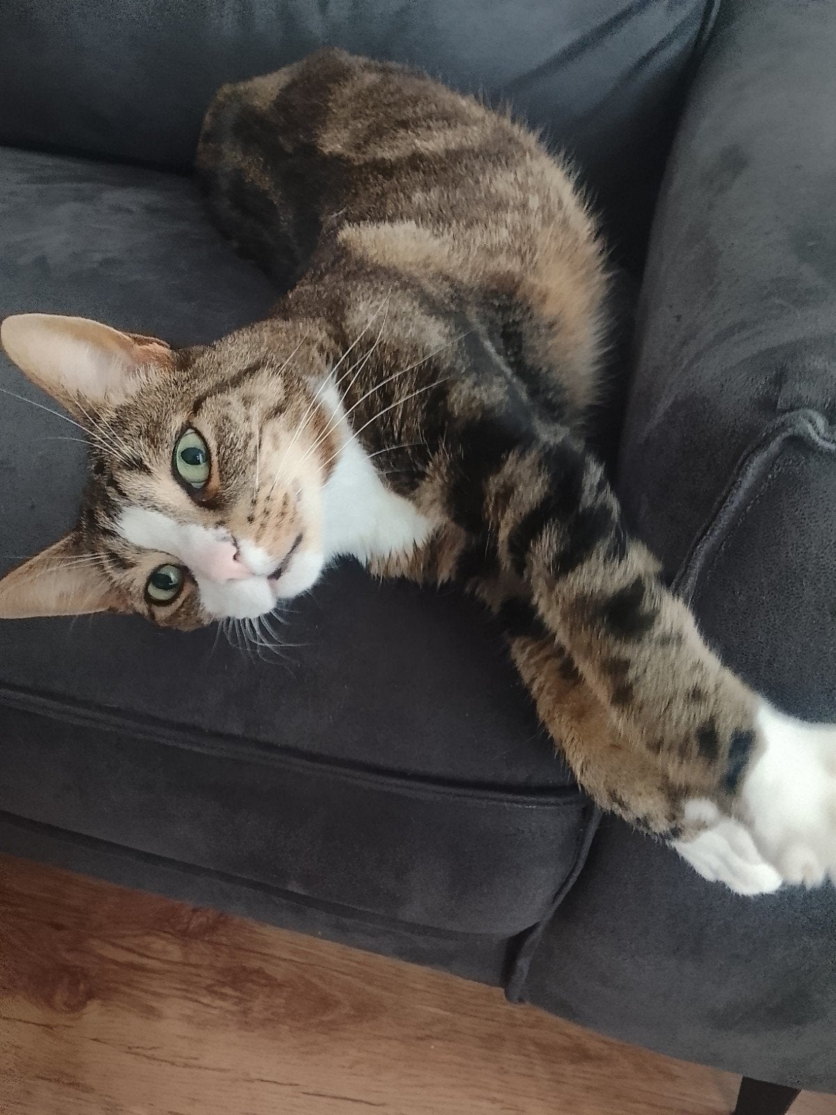 lieve rustige volwassen kater, Kater, Gechipt, 6 jaar of ouder
