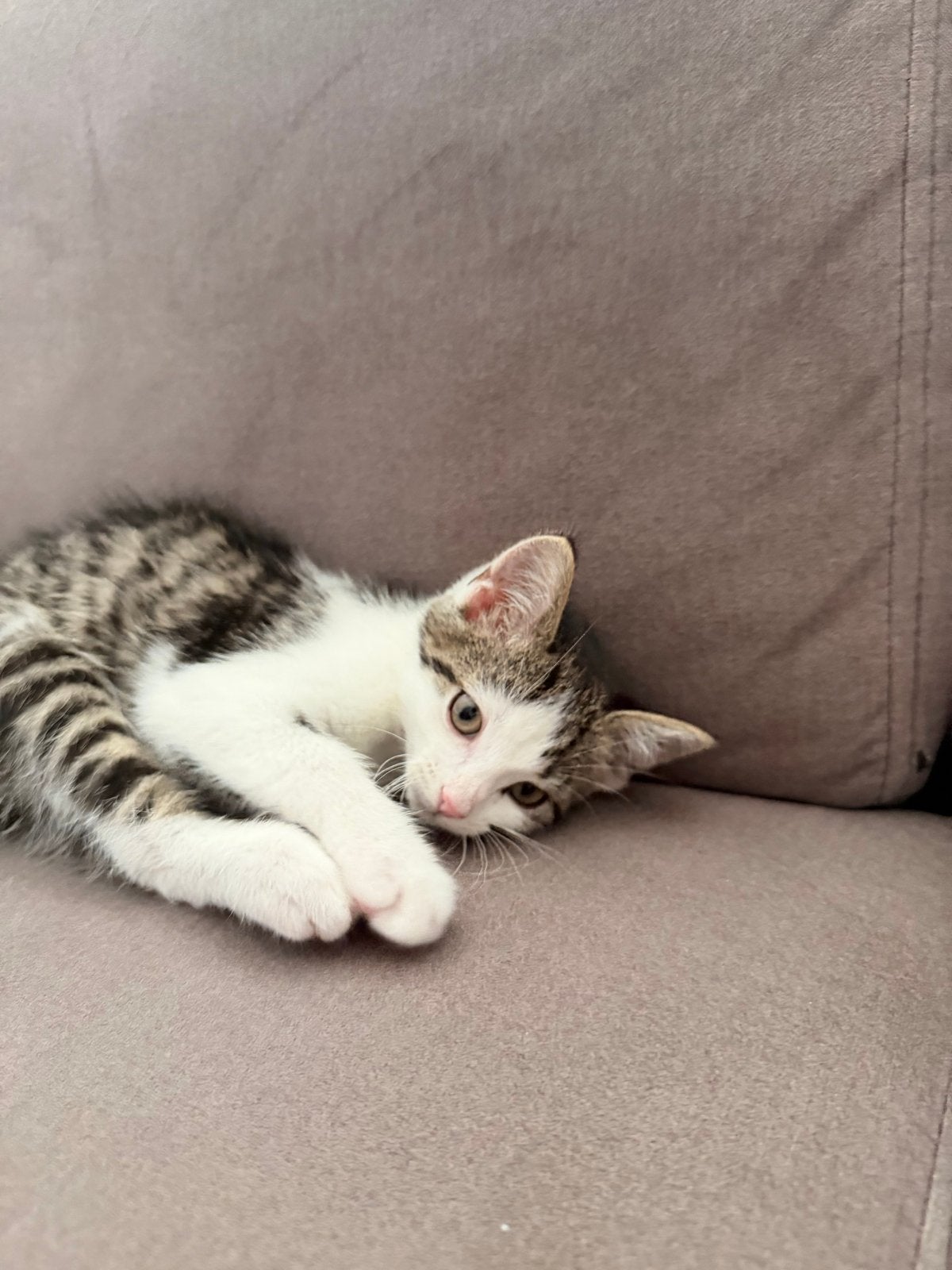 Kitten, Kater