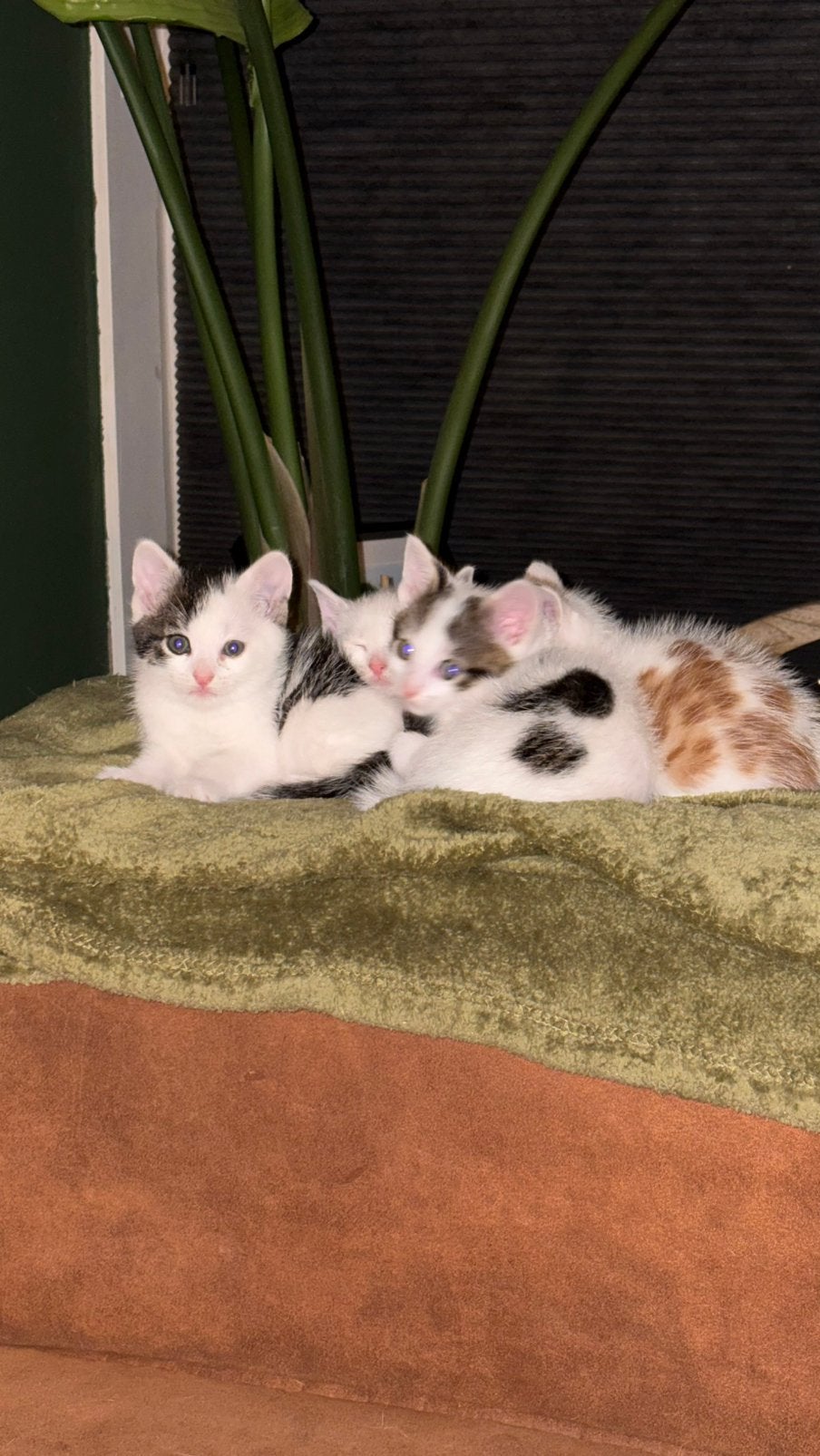 Kittens, Kater