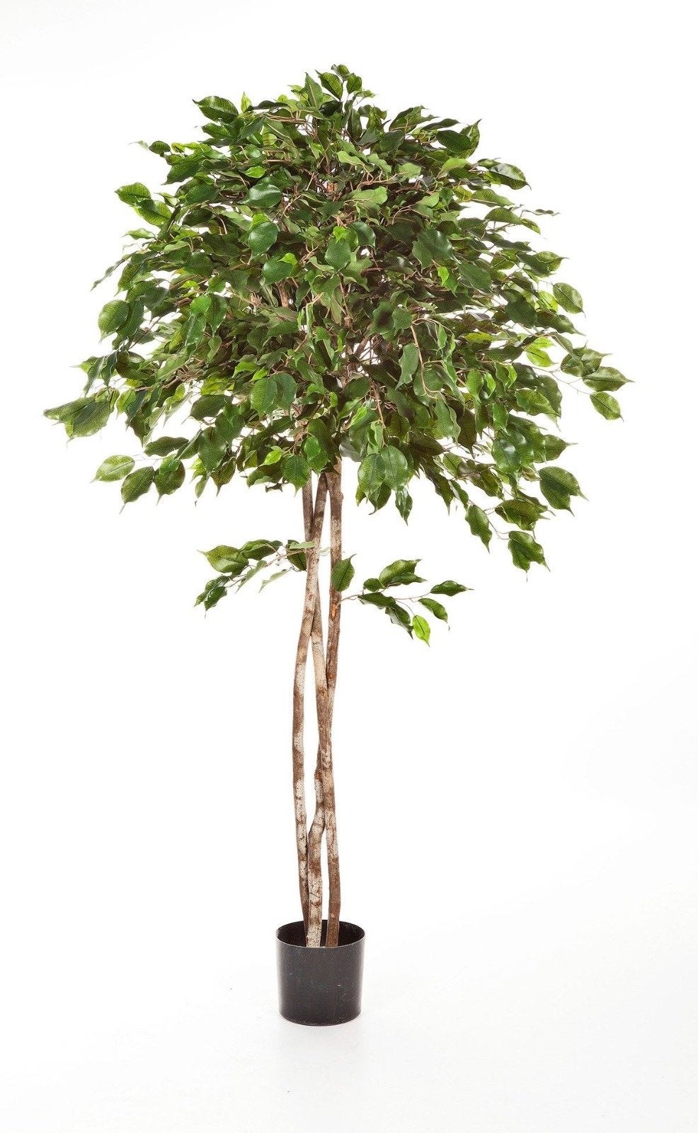 Ficus Exotica Kunstboom - 180cm hoog (meerdere beschikbaar), Ophalen, Binnen, Groen, Kunstplant