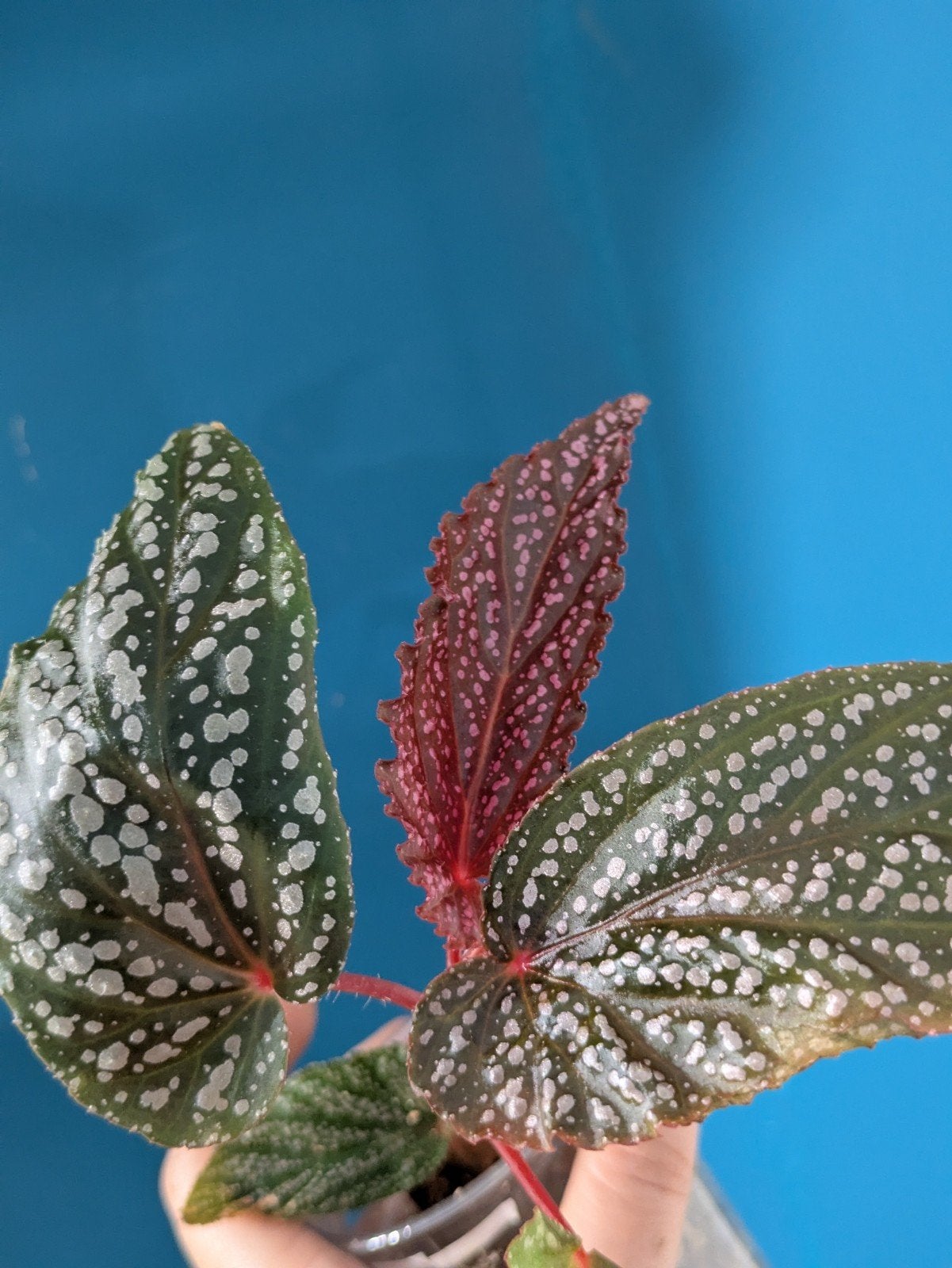 Begonia Benito Pink plantje, Ophalen of Verzenden, Halfschaduw, Minder dan 100 cm