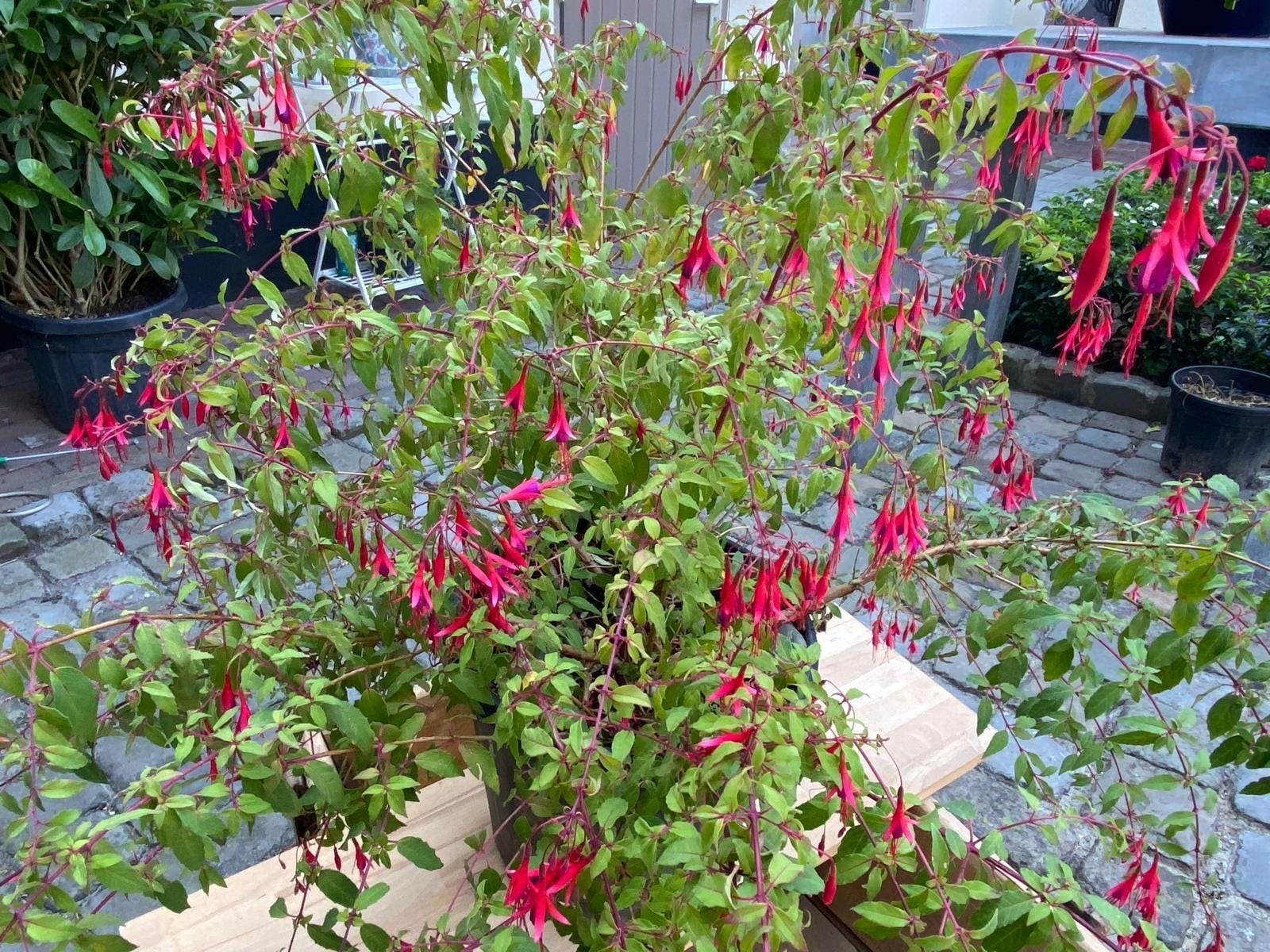 Grote winterharde fuchsia - Prachtige bloeier!, Vaste plant, Halfschaduw, Zomer, Ophalen