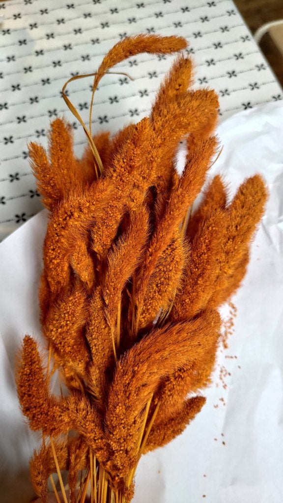 Droogbloemen - oranje trosgierst, Ophalen, Nieuw