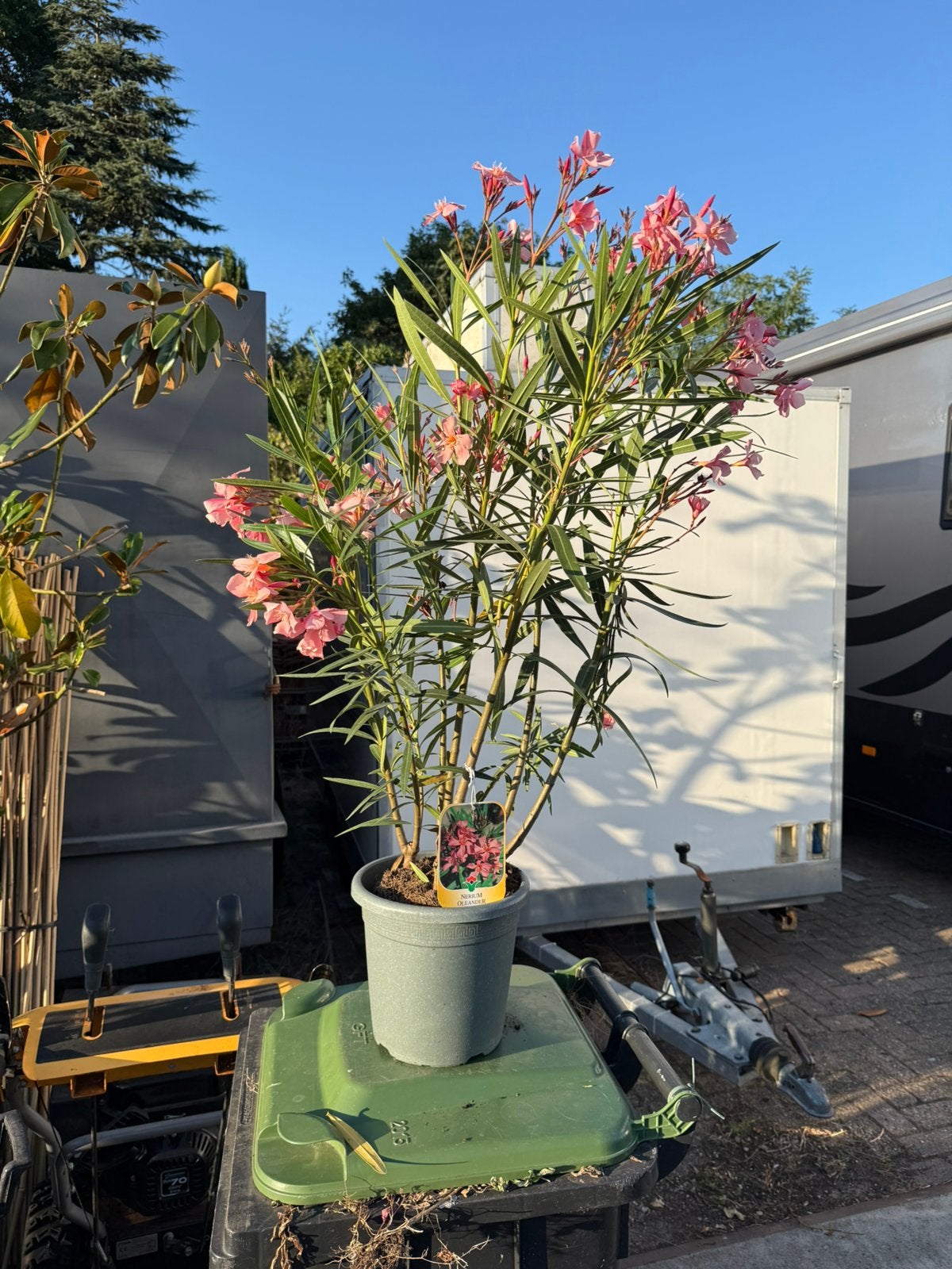 Oleanders gezien op vakantie 5 l 80/100 hoog stunt 10,-, Volle zon, Vaste plant, Zomer, Ophalen