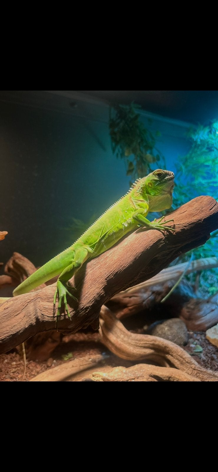 Groene leguaan, Dieren en Toebehoren, Reptielen en Amfibieën, Overige soorten, Met terrarium, 0 tot 2 jaar
