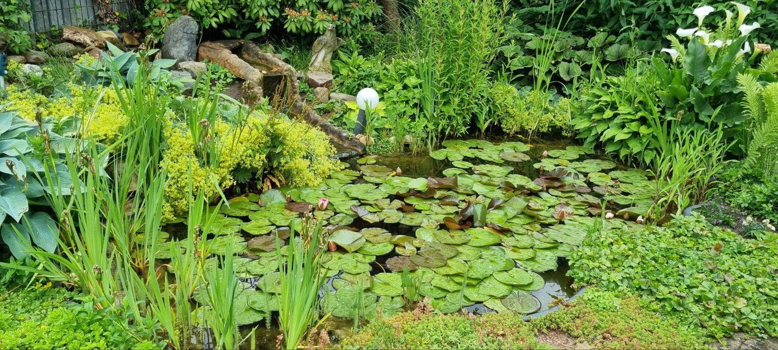 Gezocht groene kikkers, Dieren en Toebehoren, Karper of Koi