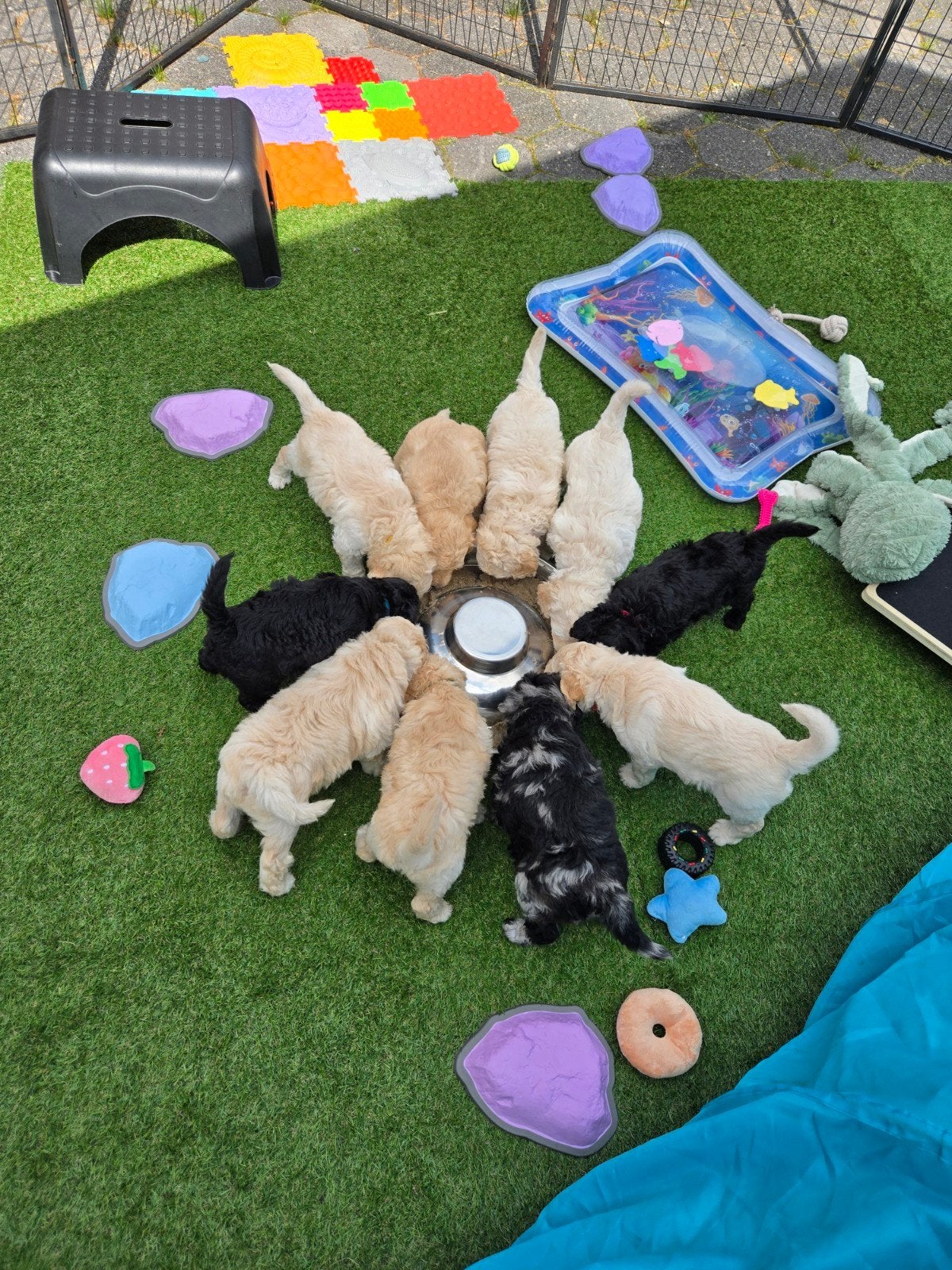Medium Labradoodle pups | DNA-geteste ouderdieren, Dieren en Toebehoren, Honden | Niet-rashonden, Parvo, 8 tot 15 weken, Meerdere