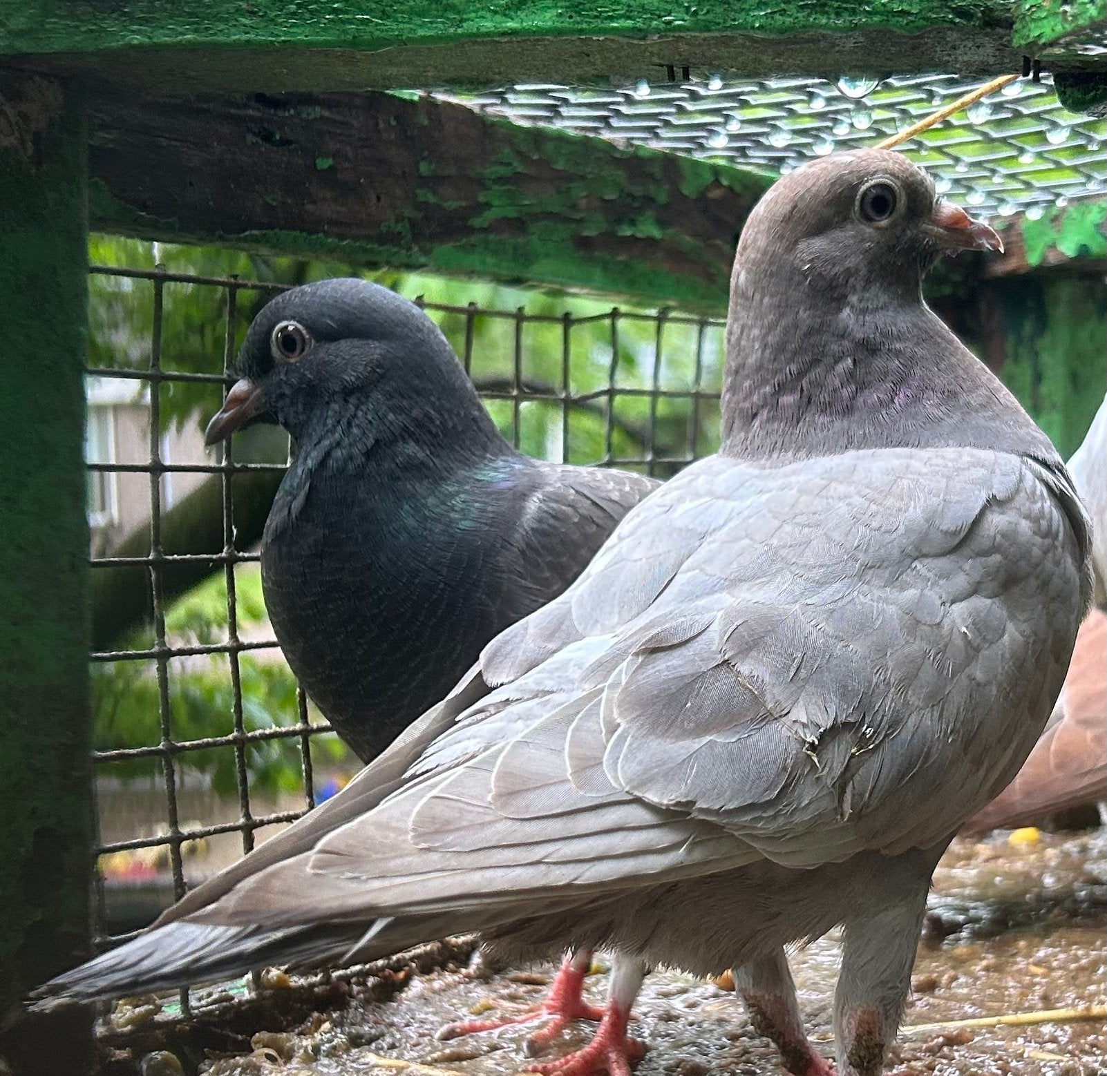 Jonge sierduiven 6 voor 10, Dieren en Toebehoren, Meerdere dieren, Overige soorten