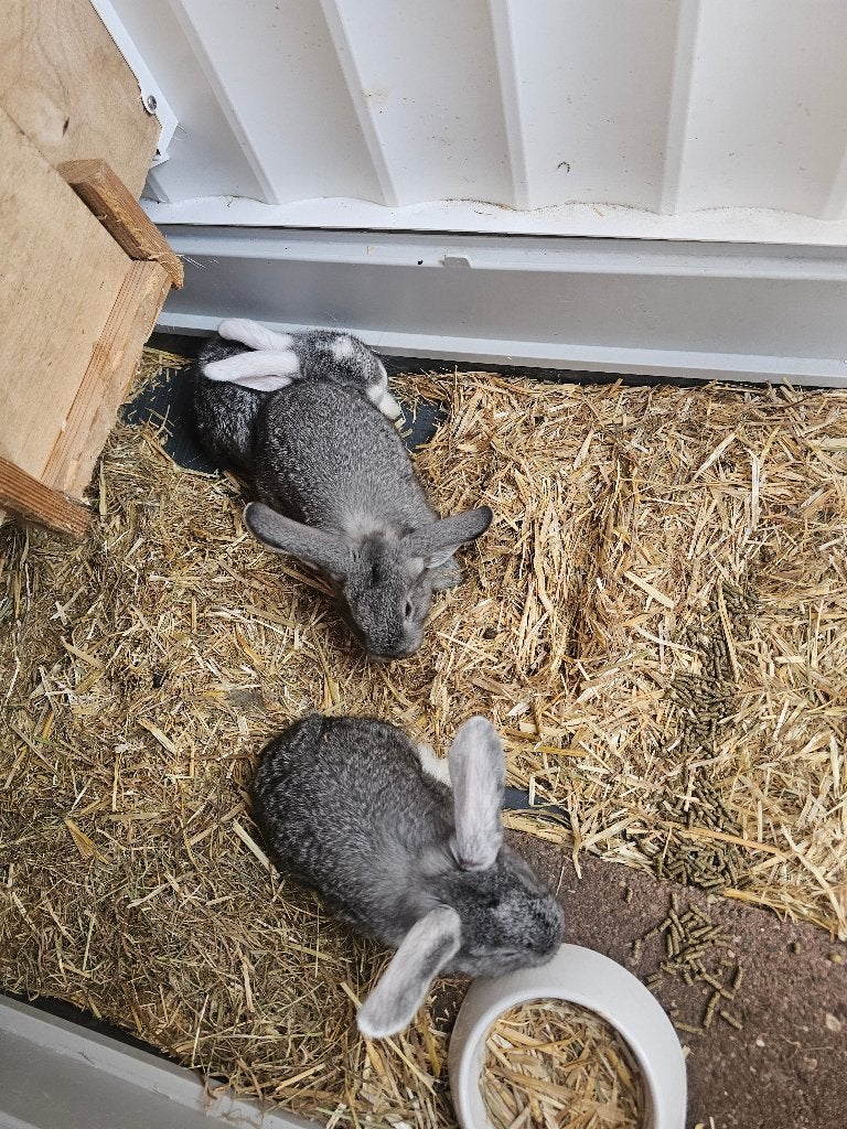 Kruizing vlaamse reus/fransehangoor konijntjes, Dieren en Toebehoren, Konijnen, Geslacht onbekend, Groot, 0 tot 2 jaar