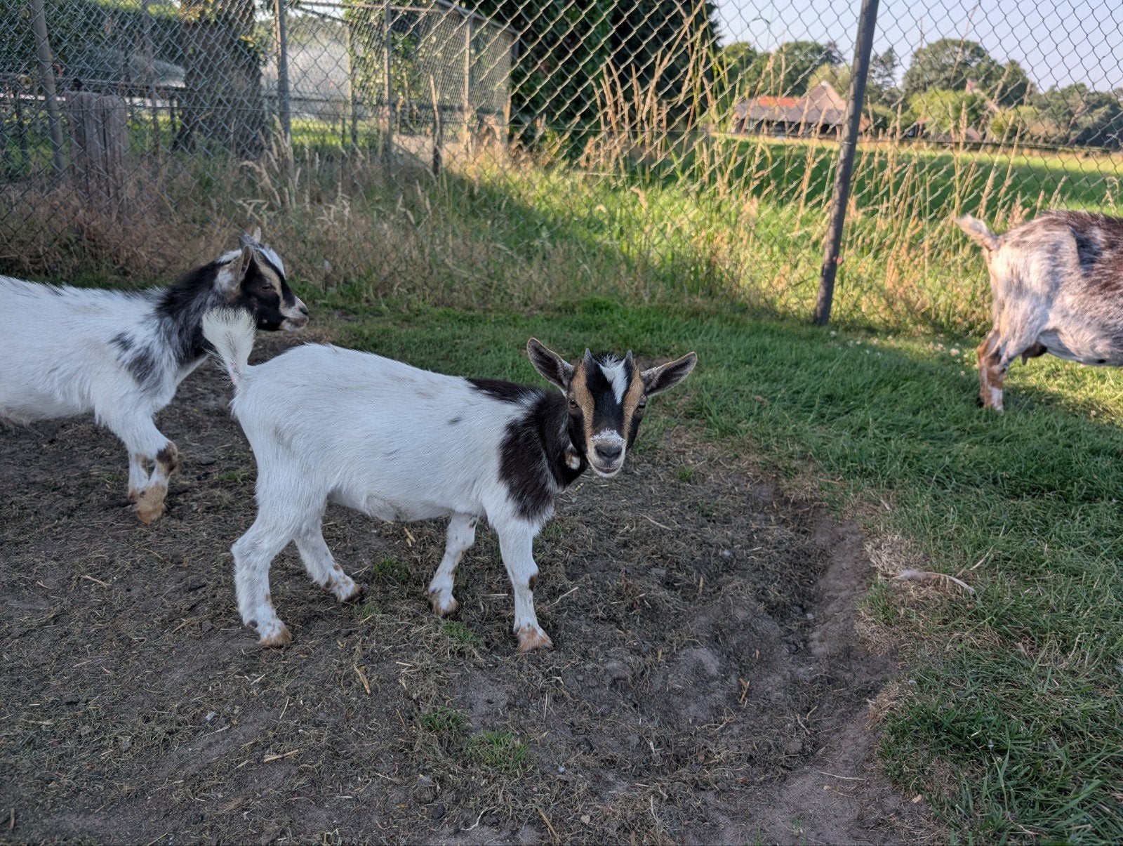 Geit, Dieren en Toebehoren, Schapen, Geiten en Varkens, Vrouwelijk, Geit