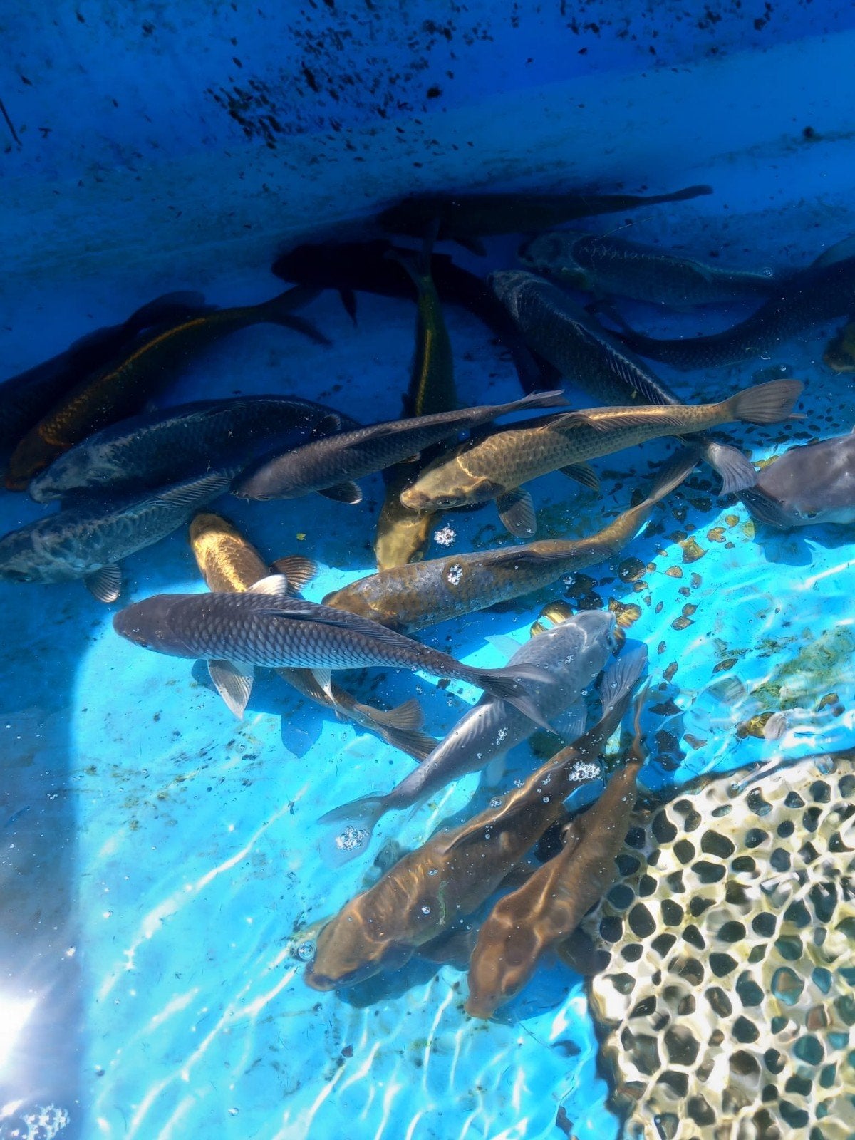 Koi, Dieren en Toebehoren, Vissen | Aquariumvissen, Vis