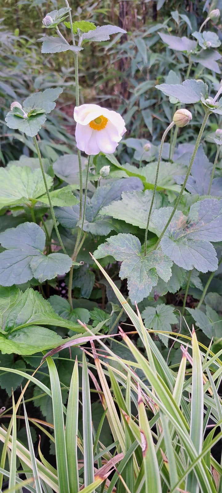 anemone rose, Tuin en Terras, Volle zon, Vaste plant, Herfst, Ophalen