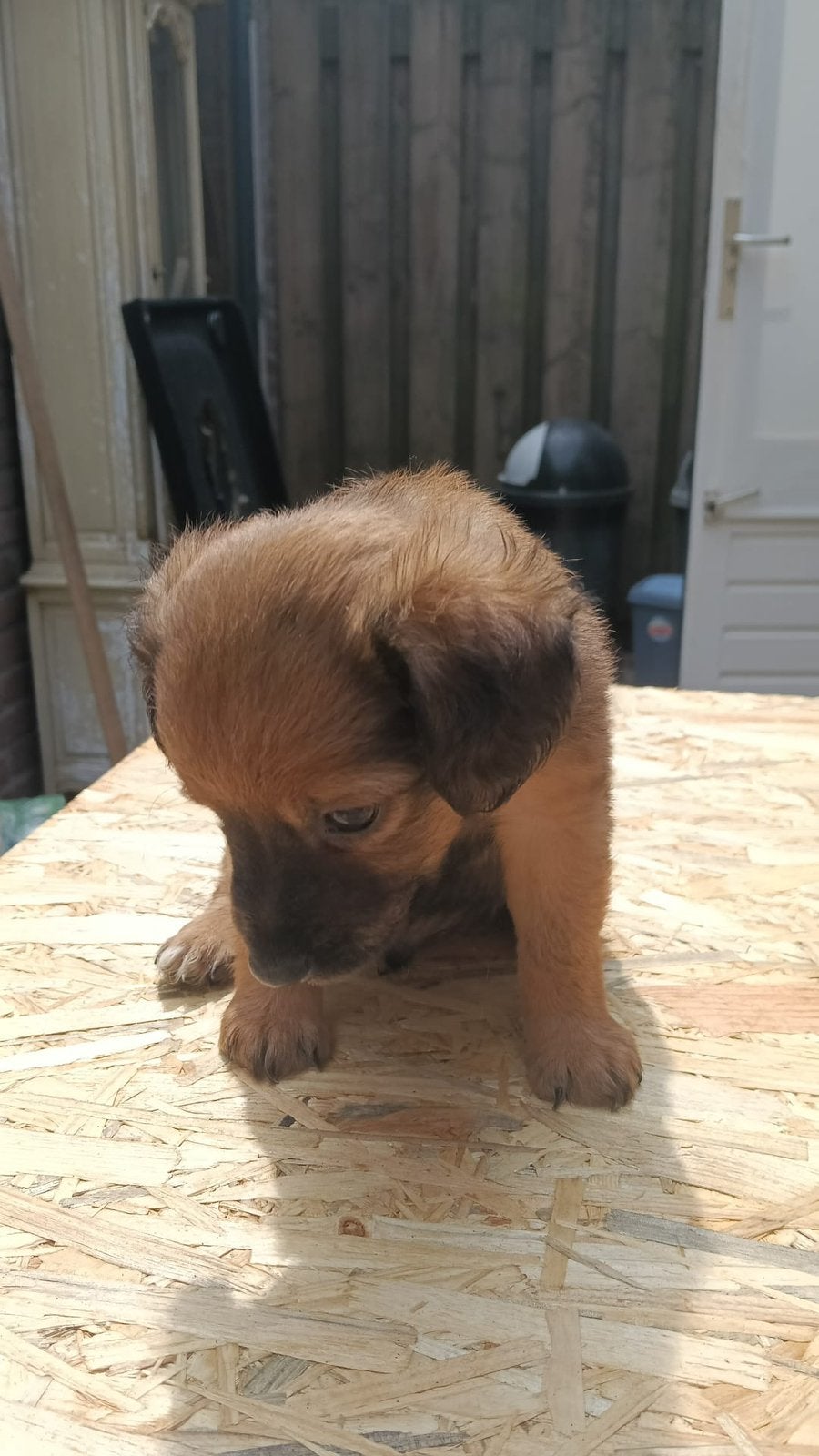 Laatste Super lieve puppy, Overige rassen, 8 tot 15 weken, Meerdere, Meerdere dieren