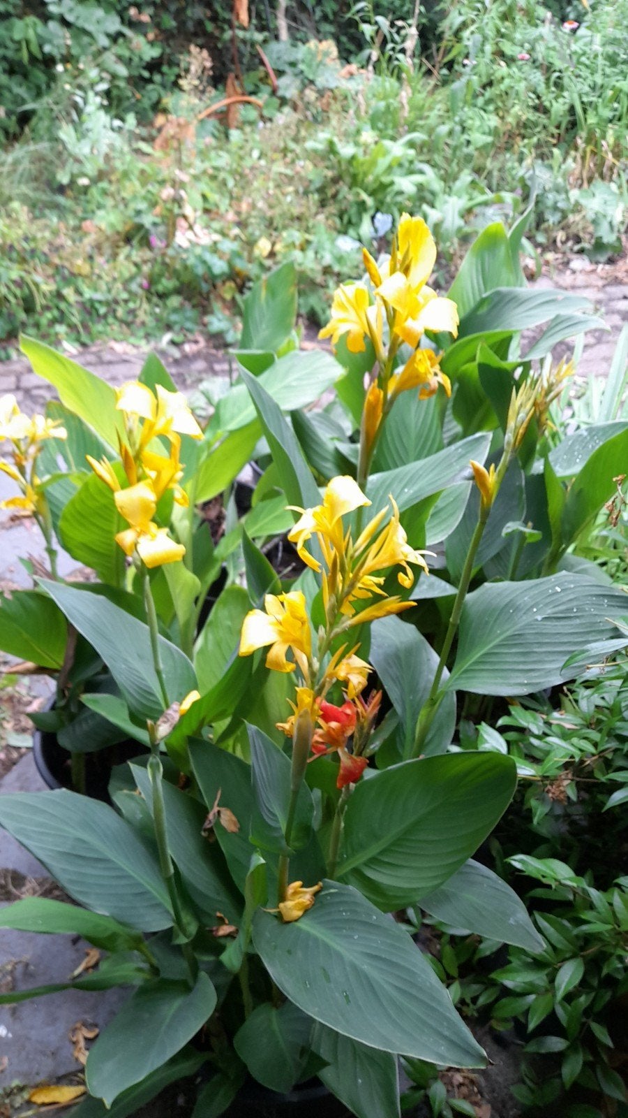 Canna, Ophalen, Zomer, Overige soorten, Volle zon