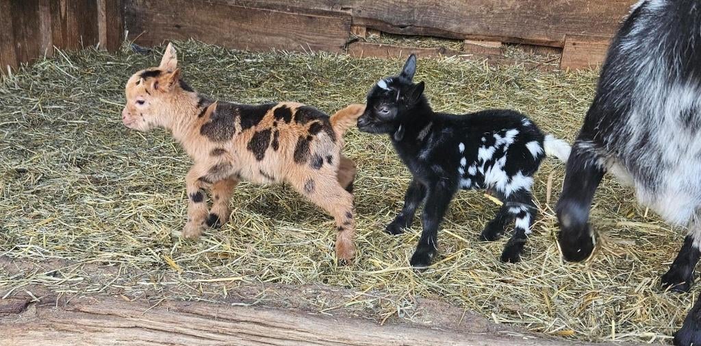 dwerggeit met maanvlekken     TER  INFORMATIE, Dieren en Toebehoren, Schapen, Geiten en Varkens, Meerdere dieren, Geit, 0 tot 2 jaar