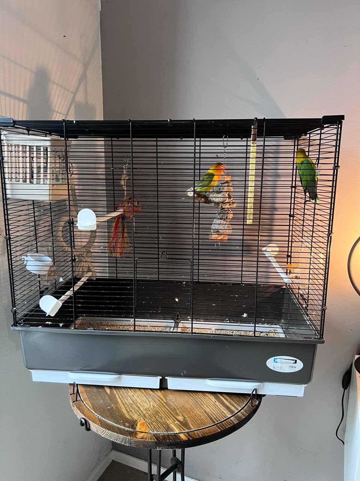 agapornis koppel met kooi