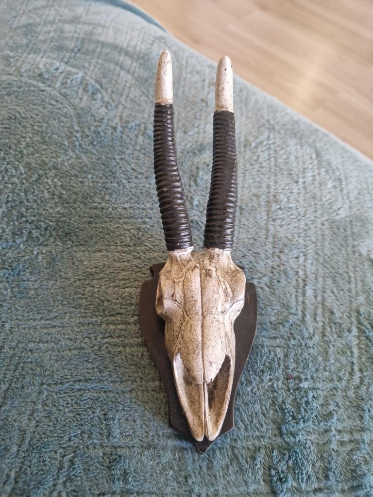 Decoratief wandobject: Gazelle schedel met hoorns, Gebruikt, Decoratieobject, Ophalen of Verzenden, Kunststof