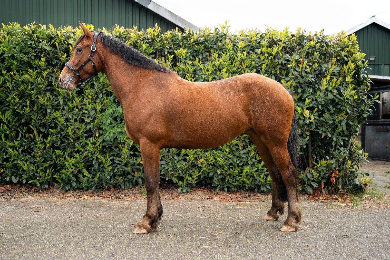 Bijzondere talentvolle 5 jarige Fries x Appaloosa merrie, Merrie, Minder dan 160 cm, B, 3 tot 6 jaar