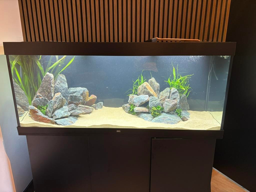Aquarium Juwel Rio 450L met meubel zwart | Eheim Pro 5E, Dieren en Toebehoren, Ophalen, Gebruikt, Gevuld zoetwateraquarium, Inclusief vissen