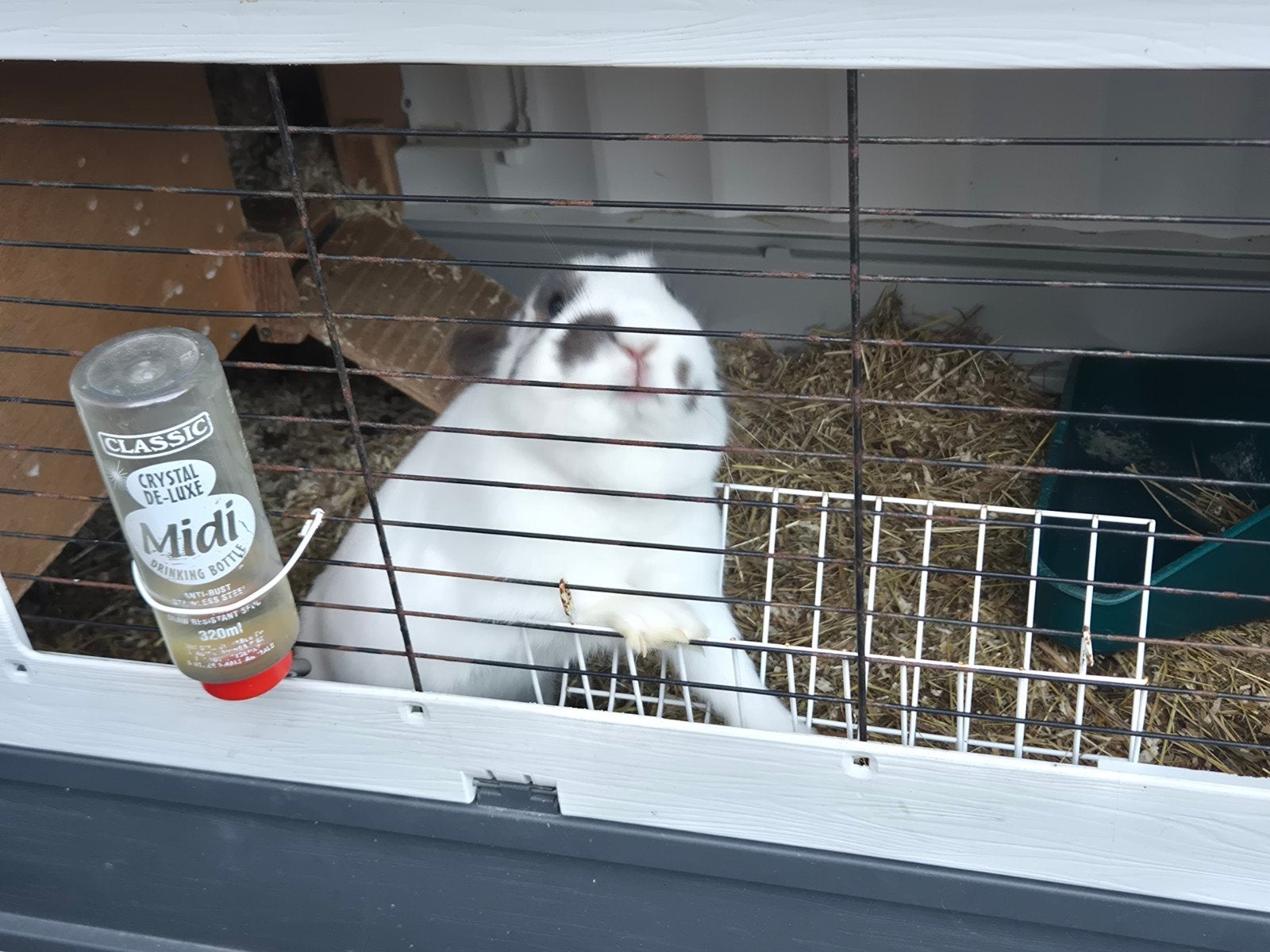 lief konijn, Dieren en Toebehoren, Konijnen, Vrouwelijk, Middelgroot, Hangoor, 0 tot 2 jaar