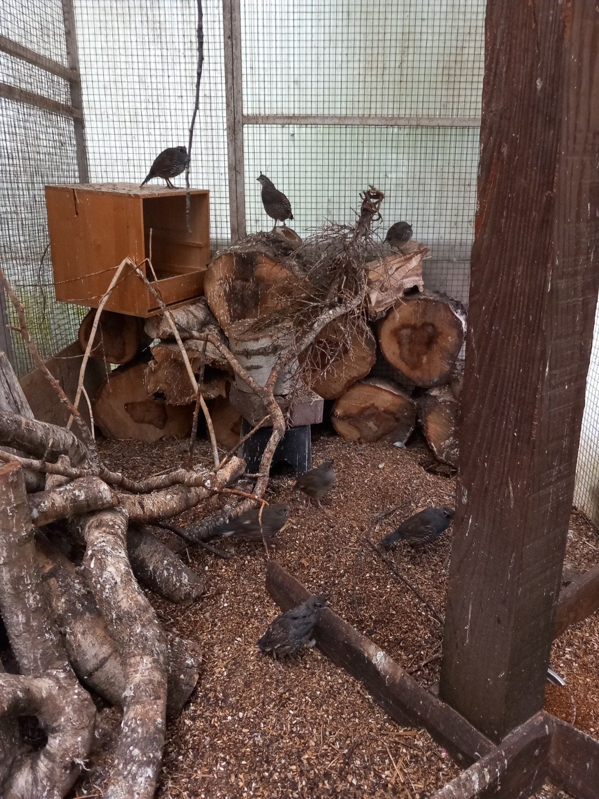 californische kuif kwartels, Meerdere dieren