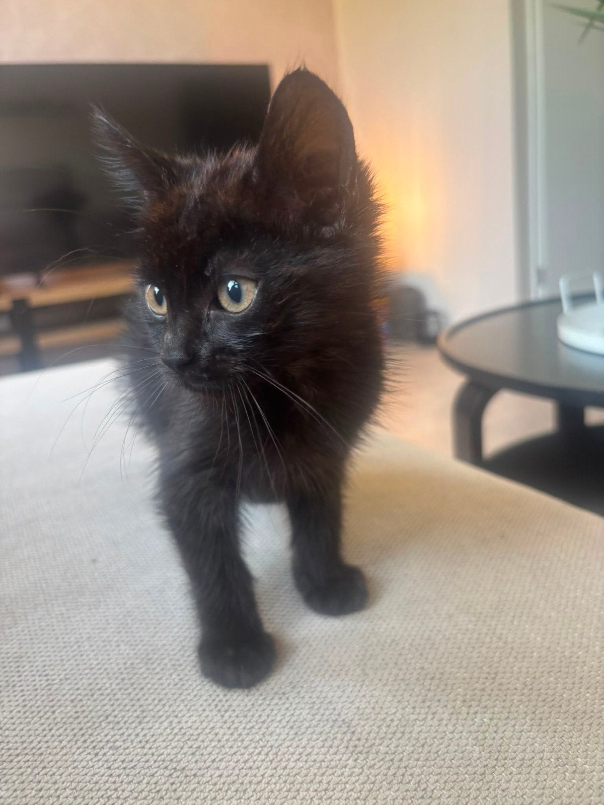 3 kittens 3 maanden oud, 1 jongetje en 2 meisjes., Dieren en Toebehoren, 0 tot 2 jaar