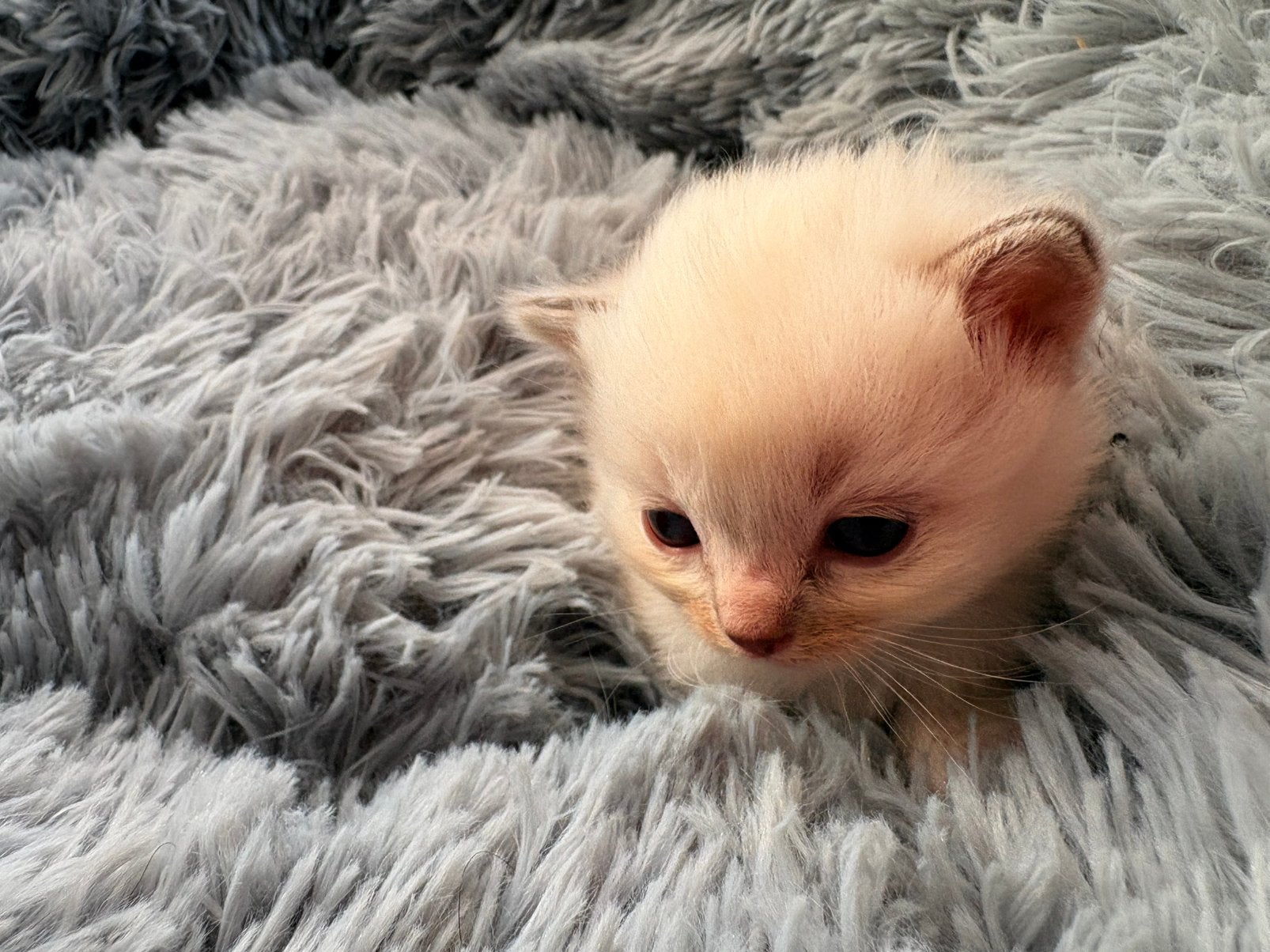 nog 1 poesje Ragdoll kitten ( enigste poesje van het nest ), Meerdere dieren, Ontwormd, 0 tot 2 jaar