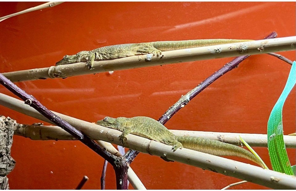 1.2 bewezen Eurydactylodes agricolae, Hagedis, 3 tot 6 jaar