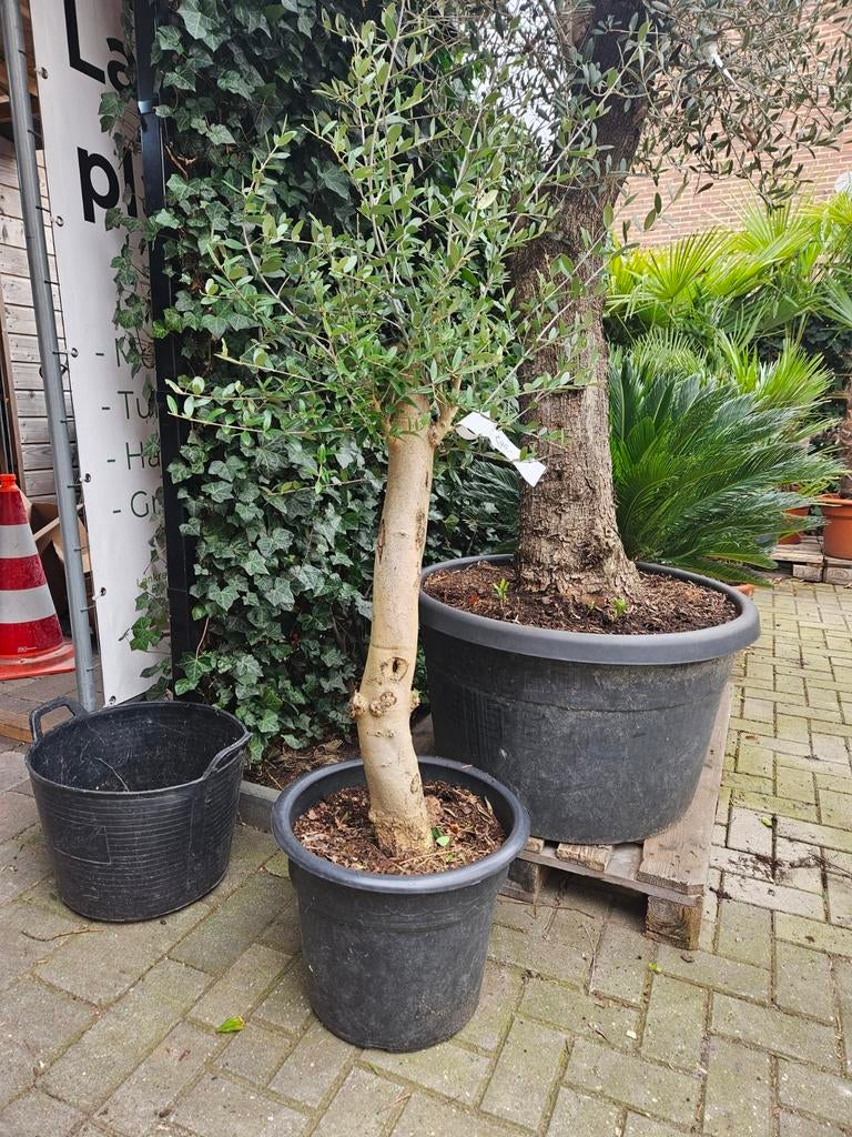 Olijfboom foto 1 en 2: 90 euro +/- 160 hoog in pot, Tuin en Terras, Planten | Bomen, 100 tot 250 cm, Olijfboom, Zomer, Ophalen