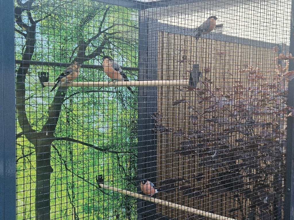 Goudvink Man Wildkleur, Dieren en Toebehoren, Mannelijk, Wildzangvogel, Geringd